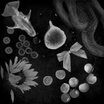 A black and white collage drawing that features buttons, a skull, a sunflower, tomatoes, a fig, a snake, and a bow