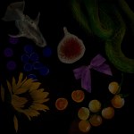 A collage drawing that features buttons, a skull, a sunflower, tomatoes, a fig, a snake, and a bow