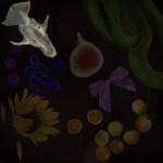 A colorful collage of items, highlighting the white animal skull.