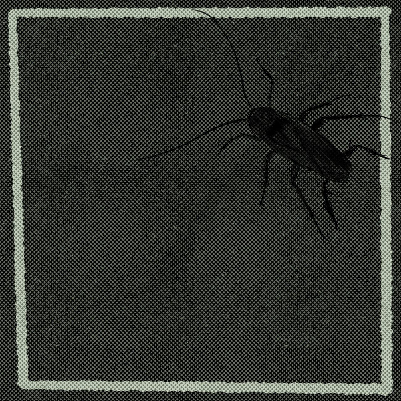 cockroach on a blank comic panel.